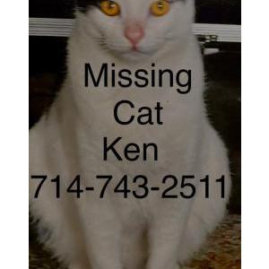 Lost Cat Ken
