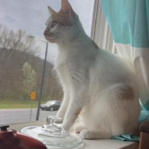 Lost Cat Bubbles