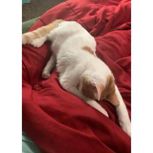 2nd Image of Bubbles, Lost Cat