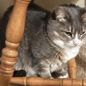 Lost Cat Elsa