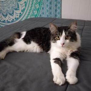 Lost Cat Hundreds