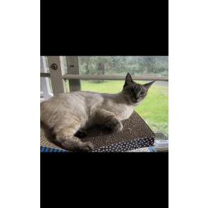Lost Cat Tofu