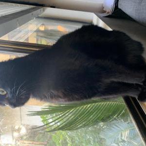 Lost Cat Cleopatra