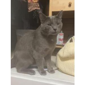 Lost Cat Jade