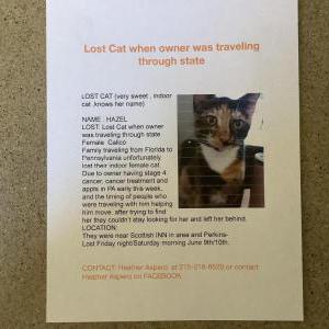 Lost Cat Hazel