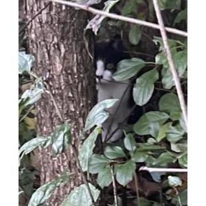 Found Cat Unknown