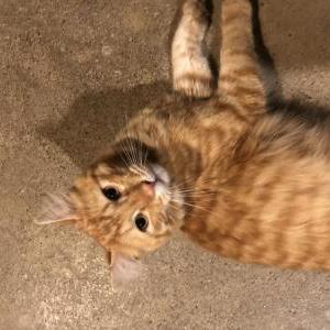 Found Cat Unknown