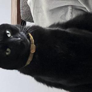 Lost Cat Sabbath