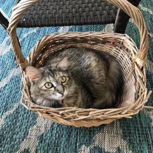 Image of Trina, Lost Cat