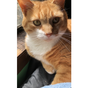 Lost Cat Nemo