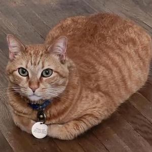 Lost Cat Penny