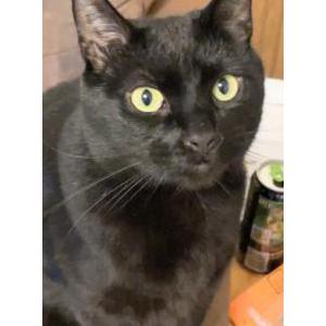 Lost Cat Mars
