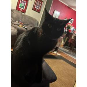 Image of Salem, Lost Cat