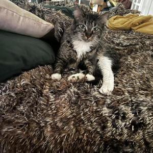 Lost Cat Gigi