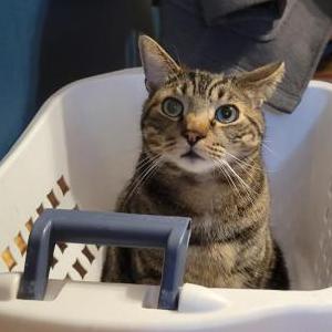 Lost Cat Monkey