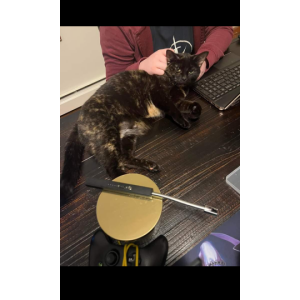 Lost Cat Cheech