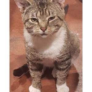 Lost Cat Kit Kat