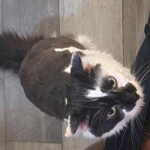 Lost Cat Snoppy