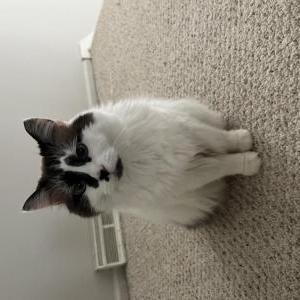 Image of Fubi, Lost Cat