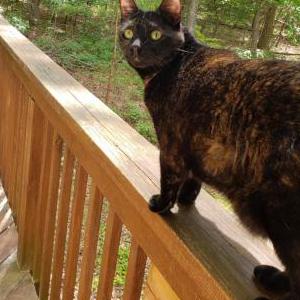 Lost Cat Miss Kitty