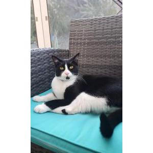 Lost Cat Oreo