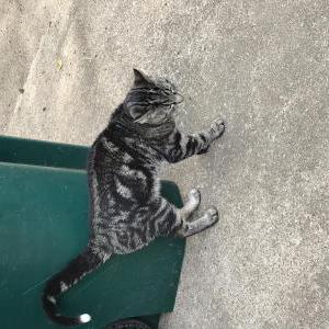 Lost Cat Prince