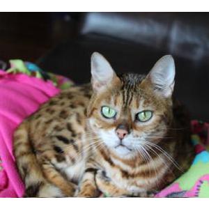 Image of Mara, Lost Cat