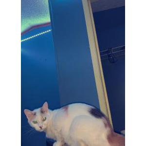 Lost Cat Alice