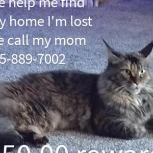 Image of Anna Mae, Lost Cat