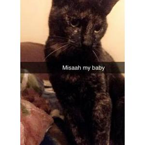 Lost Cat Misaah