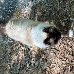 2nd Image of Unknown, Found Cat