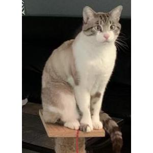Image of Pele, Lost Cat