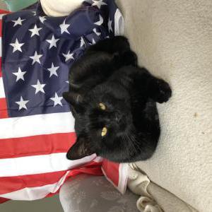 Lost Cat BB