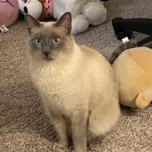 Lost Cat Jerry