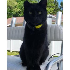 Lost Cat Django aka Buggy boy