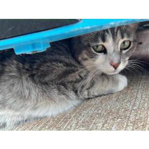 Lost Cat Jupey