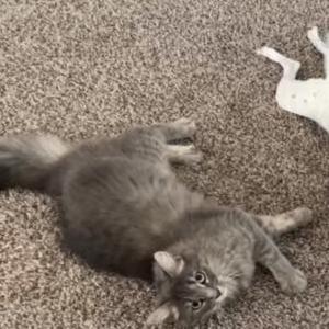 Lost Cat Maine