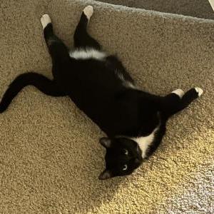 Lost Cat Derrick