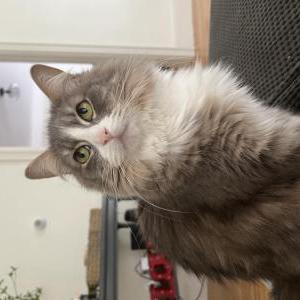 Lost Cat Tiegan