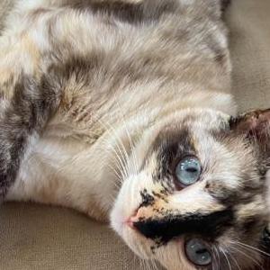 Lost Cat Pearl