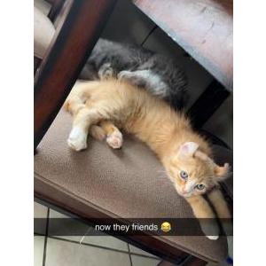 Lost Cat tigger