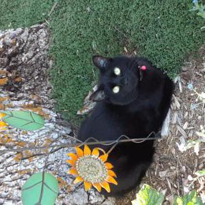 Lost Cat Grimly