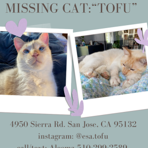 Lost Cat Tofu