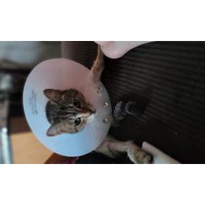 Lost Cat Diablo