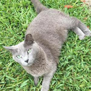 Lost Cat Graybear