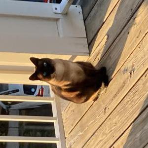 Lost Cat Buddy
