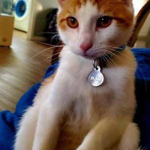 Lost Cat FLASH