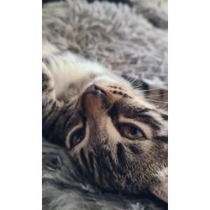 Lost Cat Lil Man