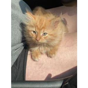 Lost Cat Critter