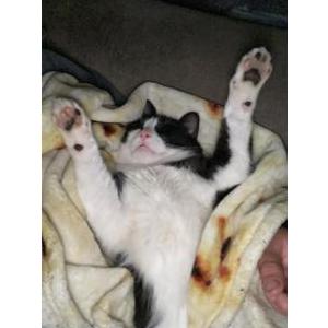 Lost Cat Felix